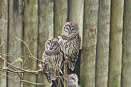 貓頭鷹,動物園,鳥