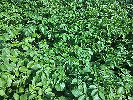 马铃薯,πατατιά,马铃薯植物