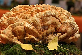 硫磺菌 sulfureus,第二方面,性質