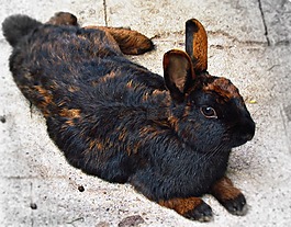 兔子,野兔,動物