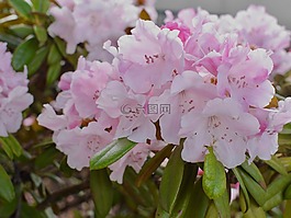 花,植物區(qū)系,花園