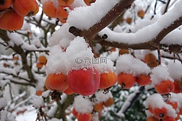 雪,冬天,花園
