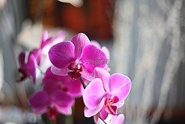 蘭花,粉紅色,花
