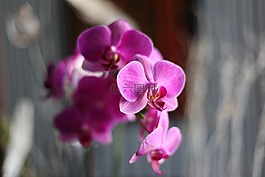 蘭花,粉紅色,花