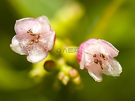 開花,花,廠