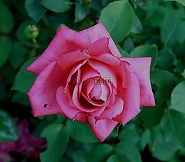 玫瑰,粉紅色,花