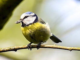 藍(lán)雀,山雀,鳥