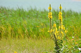 黃色的花,黃色,性質(zhì)