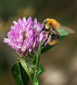 赫梅爾,開(kāi)花,紫