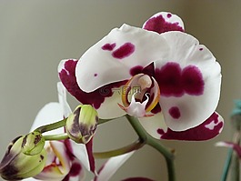 蝴蝶蘭,orquidea,蘭科植物