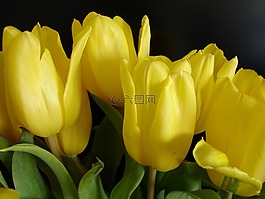 黃色,郁金香,春