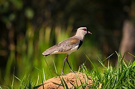 鳥,野生動(dòng)物,特寫