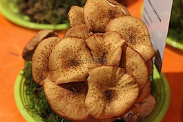 真菌,林林下,性質(zhì)
