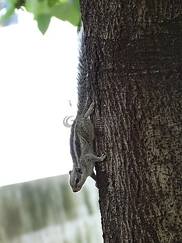 松鼠,動物,樹