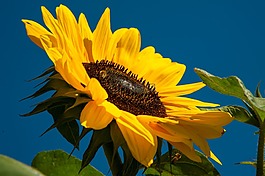 太陽(yáng)花,天空藍(lán),黃色