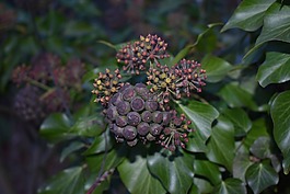 性質(zhì),廠,水果