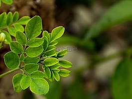 葉,小的葉,葉子
