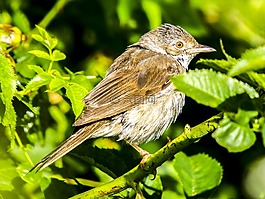 whitethroat,鳥,鳴鳥