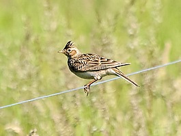 云雀,鳥,鳴鳥