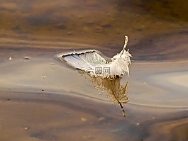 春天,水,性質(zhì)