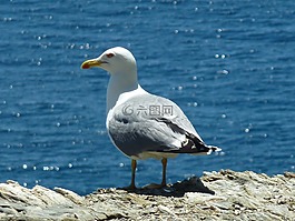 海鷗,鳥,海