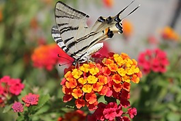 蝴蝶,鮮花,夏季