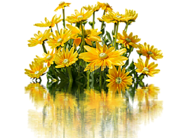 鮮花,黃色,開花