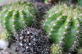 仙人掌,植物,綠色