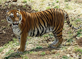 虎,動物,動物園