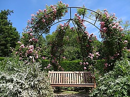 玫瑰,花園,花