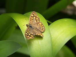蝴蝶,昆蟲(chóng),翼
