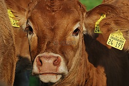 性質(zhì),小牛,查看