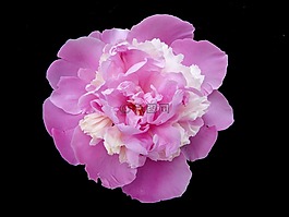 牡丹玫瑰,鮮花,性質(zhì)