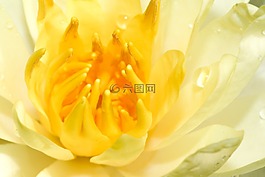 水中百合,水廠,性質(zhì)