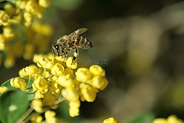 蜜蜂,樹,夏天