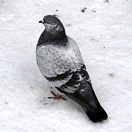 鴿子,冬天,雪