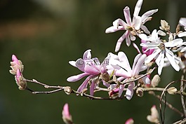 玉蘭,鮮花,芽