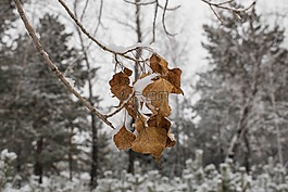 冬季,雪,樹