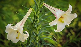 白色小號莉莉,百合回游路線,燈泡