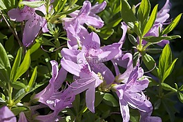 百合,花,鮮花