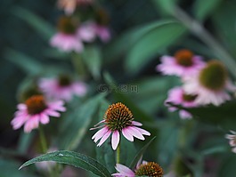 松果菊,花,夏季