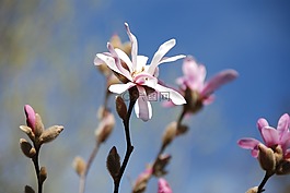 玉蘭,鮮花,芽