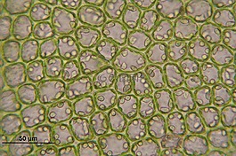 barbilophozia floerkei,單元格,綠苔