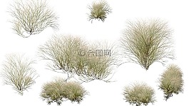 植物,灌木,布什