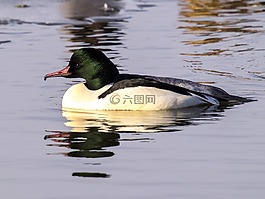 秋沙鴨,鳥,水禽