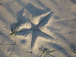 海星,海滩,海