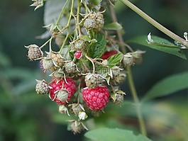 樹(shù)莓,花園的水果,吃