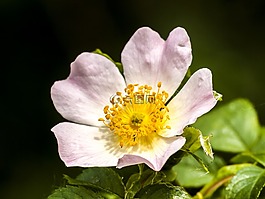 野生玫瑰,花,開花