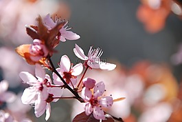 櫻花,粉紅色,鮮花