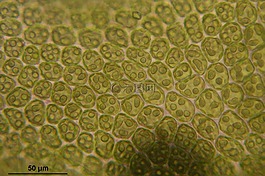 barbilophozia,attenuata,植物